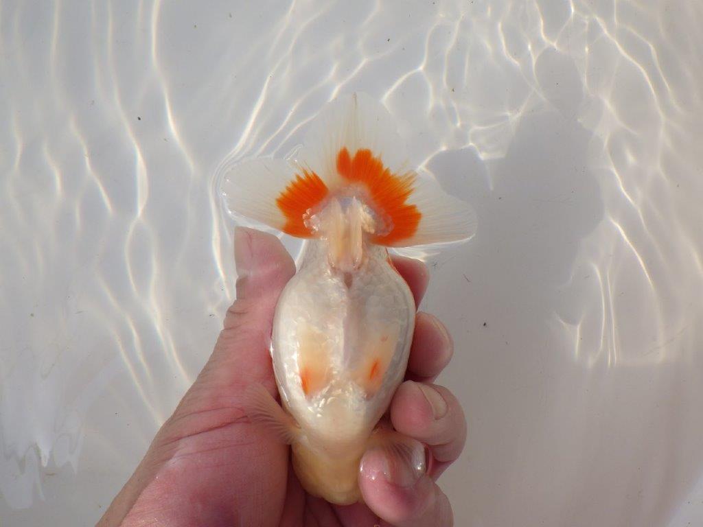 【全国トップブリーダー山田芳人氏】美しい背のライン！明け二歳らんちゅう 約13,5㎝ オス？