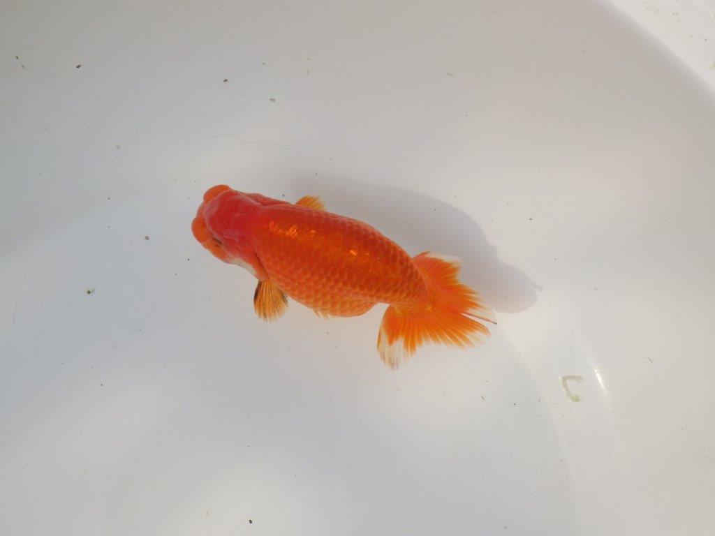 【全国トップブリーダー山田芳人氏】ご鑑賞お勧め明け二歳らんちゅう 約12㎝