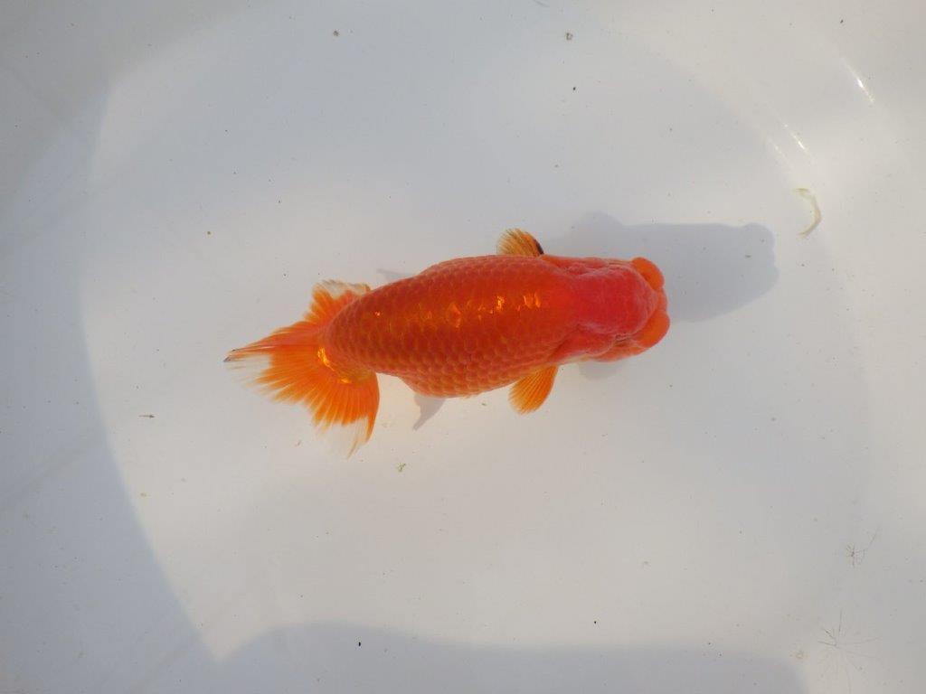 【全国トップブリーダー山田芳人氏】ご鑑賞お勧め明け二歳らんちゅう 約12㎝