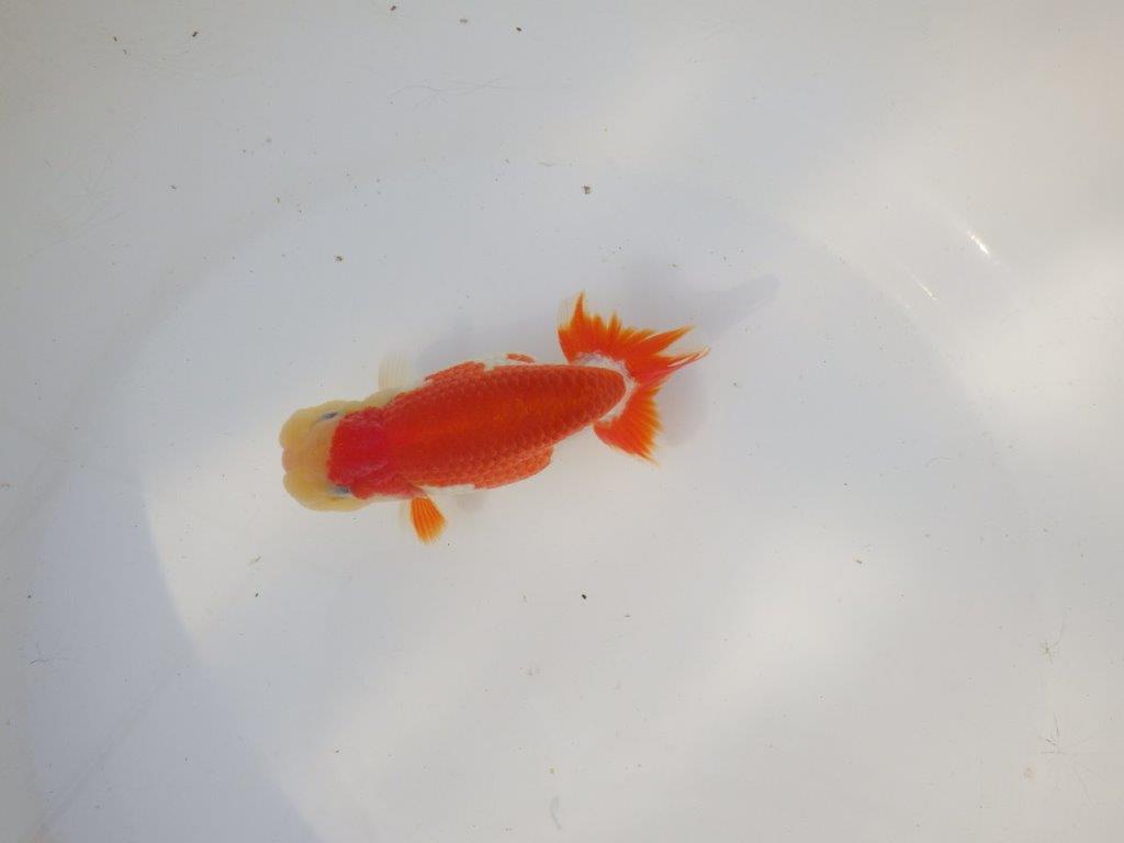 【全国トップブリーダー山田芳人氏】インパクトのある綺麗な更紗明け二歳らんちゅう 約12㎝ オス？