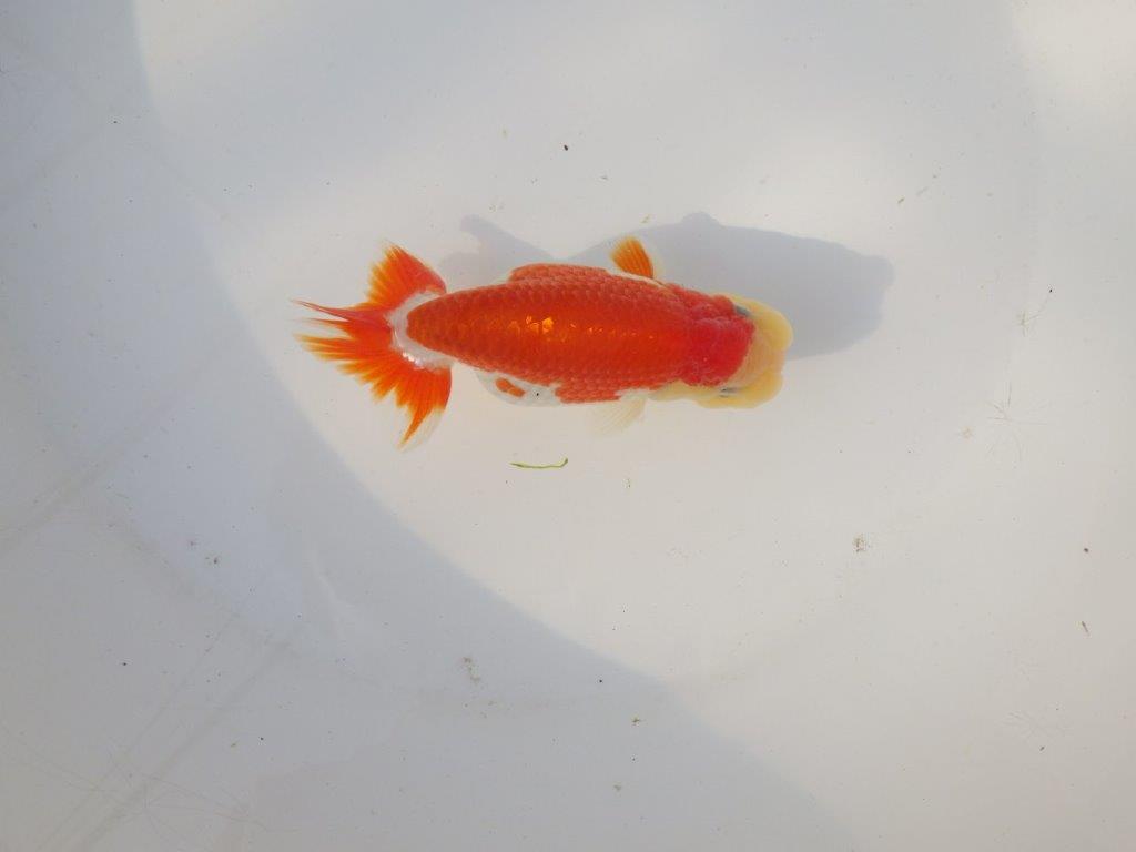 【全国トップブリーダー山田芳人氏】インパクトのある綺麗な更紗明け二歳らんちゅう 約12㎝ オス？