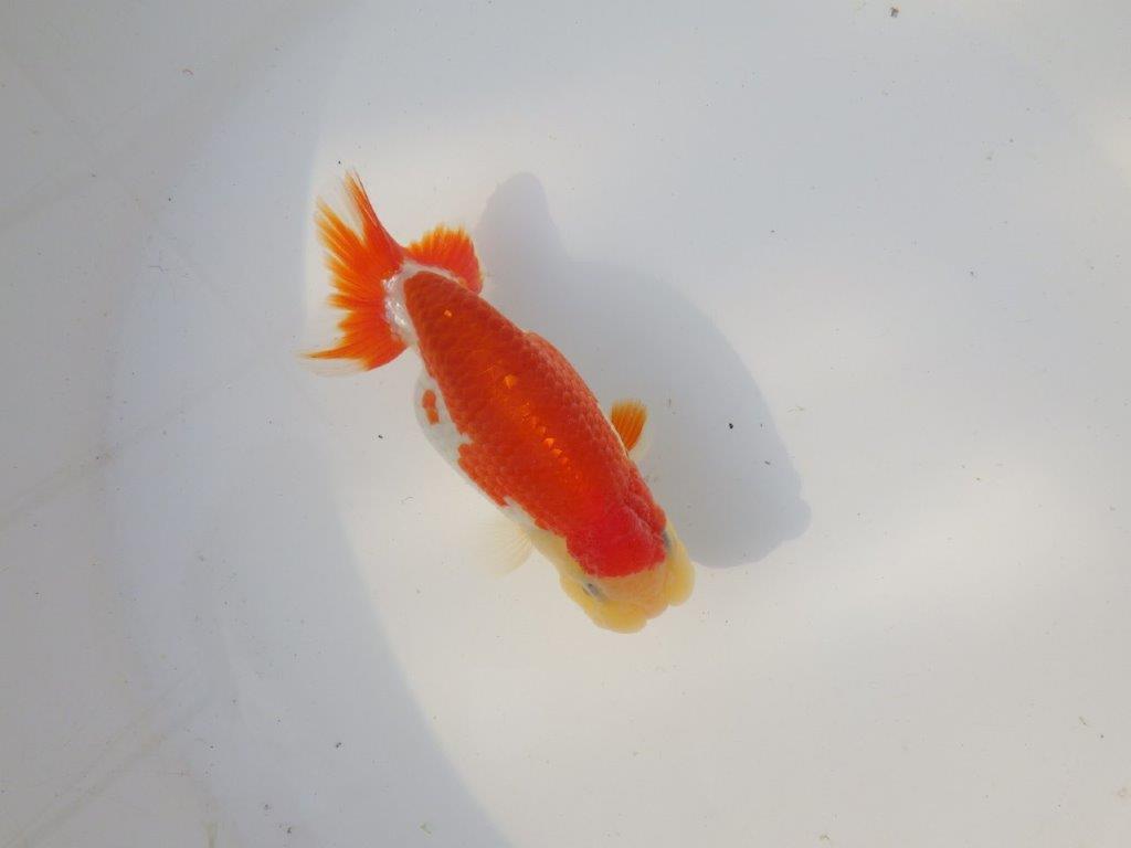 【全国トップブリーダー山田芳人氏】インパクトのある綺麗な更紗明け二歳らんちゅう 約12㎝ オス？