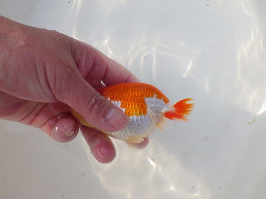 【全国トップブリーダー山田芳人氏】インパクトのある綺麗な更紗明け二歳らんちゅう 約12㎝ オス？