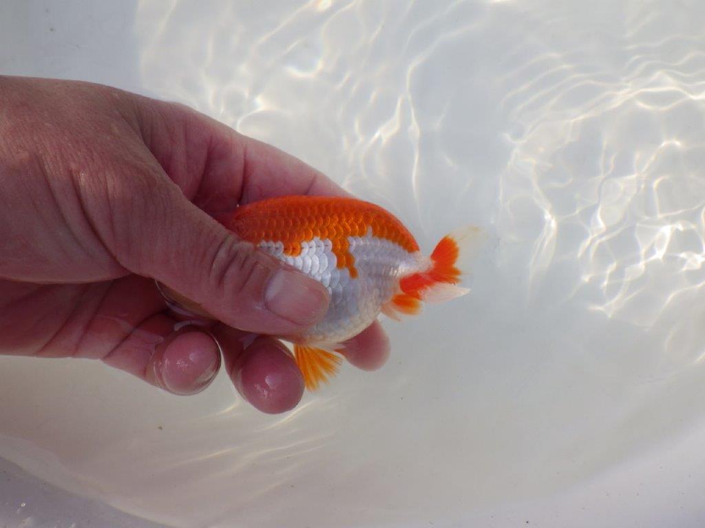 【全国トップブリーダー山田芳人氏】背も綺麗な映える明け二歳らんちゅう 約11,5㎝ オス？