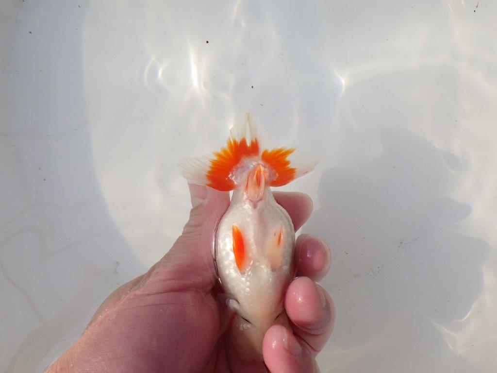 【全国トップブリーダー山田芳人氏】背も綺麗な映える明け二歳らんちゅう 約11,5㎝ オス？