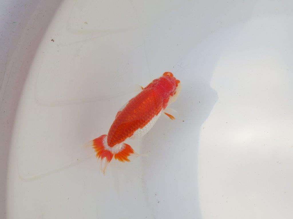 【全国トップブリーダー山田芳人氏】背も綺麗な映える明け二歳らんちゅう 約11,5㎝ オス？