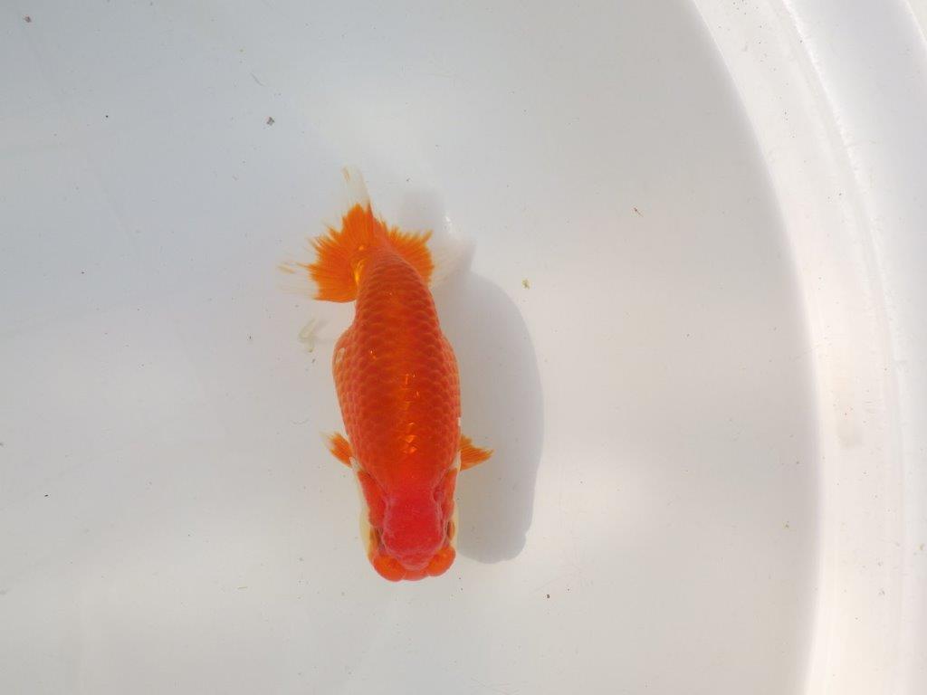 【全国トップブリーダー山田芳人氏】今後が楽しみな明け二歳らんちゅう 約13㎝ オス？