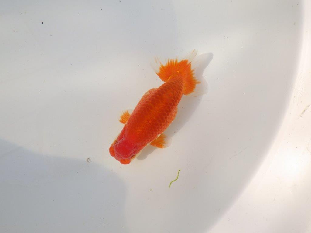 【全国トップブリーダー山田芳人氏】今後が楽しみな明け二歳らんちゅう 約13㎝ オス？