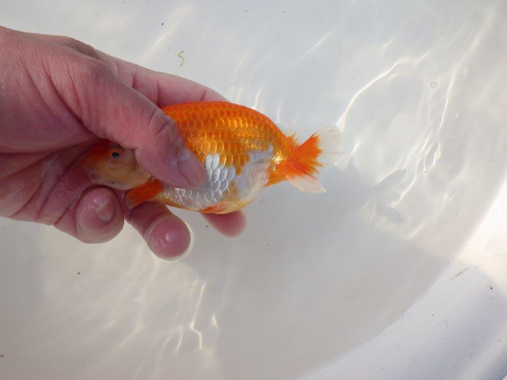 【全国トップブリーダー山田芳人氏】今後が楽しみな明け二歳らんちゅう 約13㎝ オス？