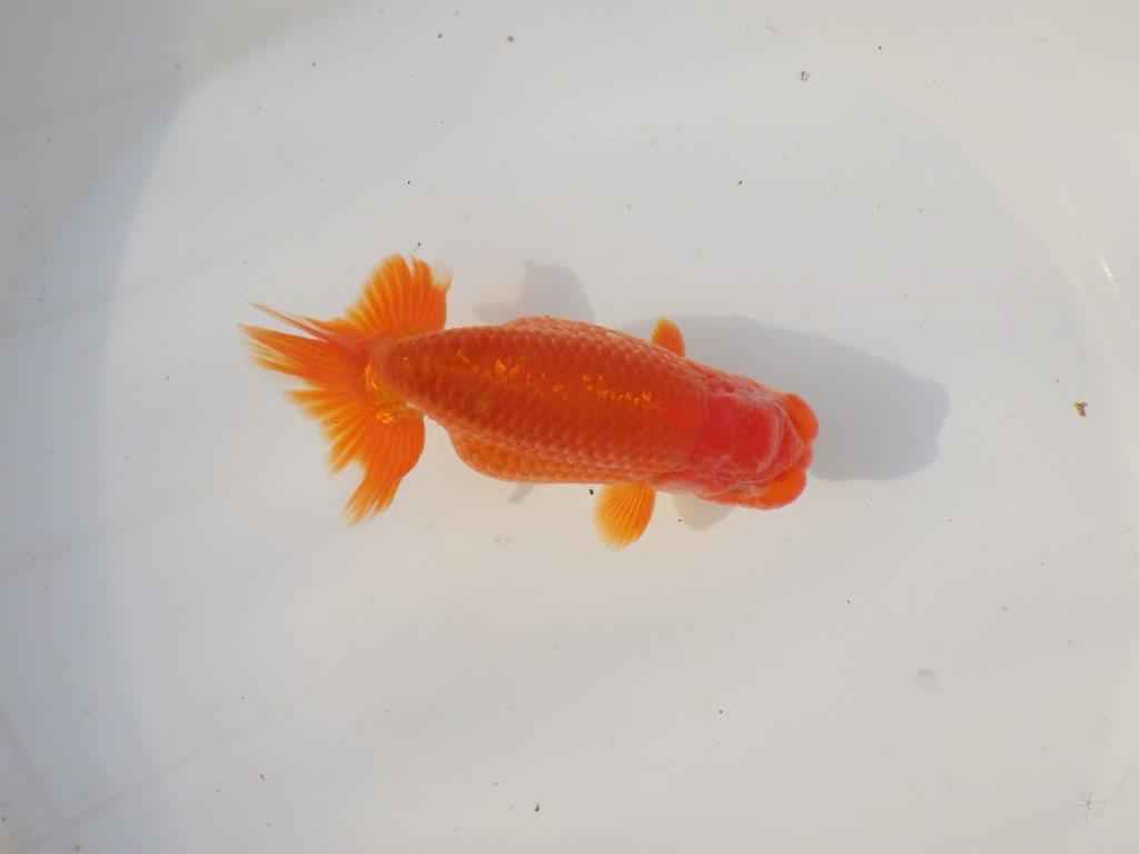 【全国トップブリーダー山田芳人氏】飼い込みお勧め明け二歳らんちゅう 約12,5㎝ オス？