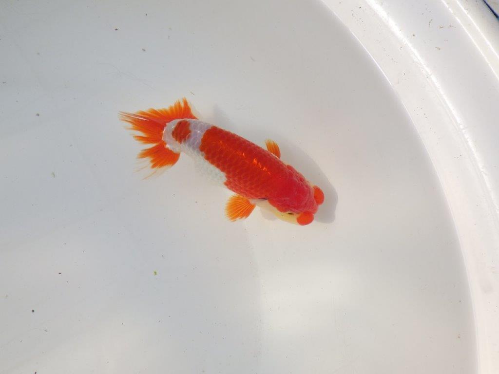 【全国トップブリーダー山田芳人氏】今後に期待の明け二歳らんちゅう 約13㎝ オス？