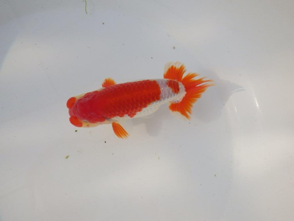 【全国トップブリーダー山田芳人氏】今後に期待の明け二歳らんちゅう 約13㎝ オス？の上身