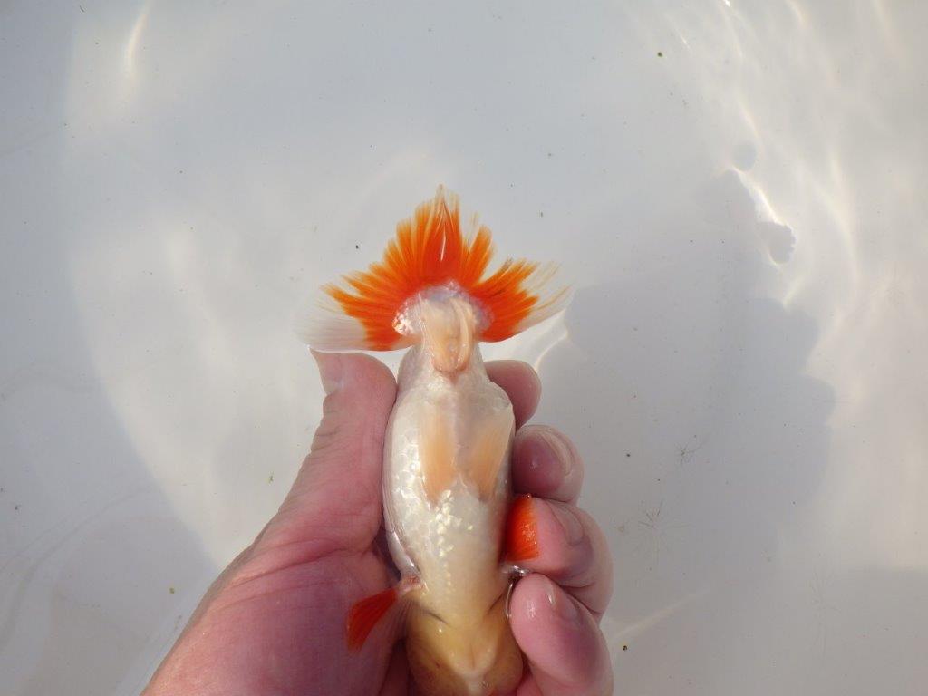 【全国トップブリーダー山田芳人氏】今後に期待の明け二歳らんちゅう 約13㎝ オス？