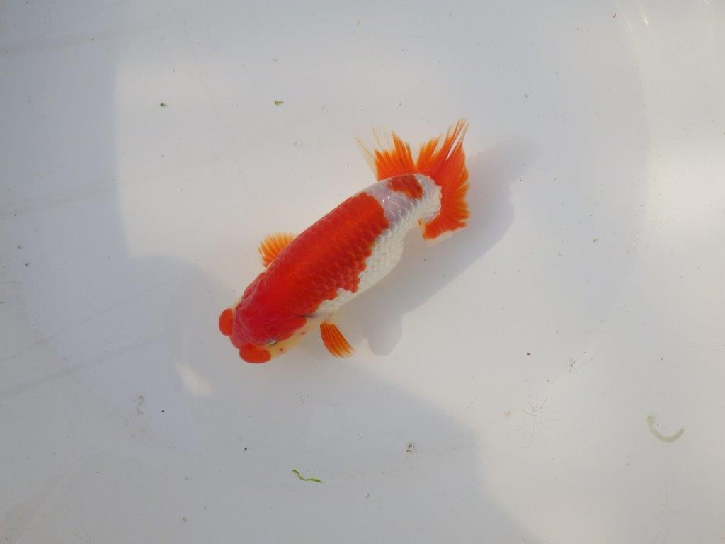 【全国トップブリーダー山田芳人氏】今後に期待の明け二歳らんちゅう 約13㎝ オス？