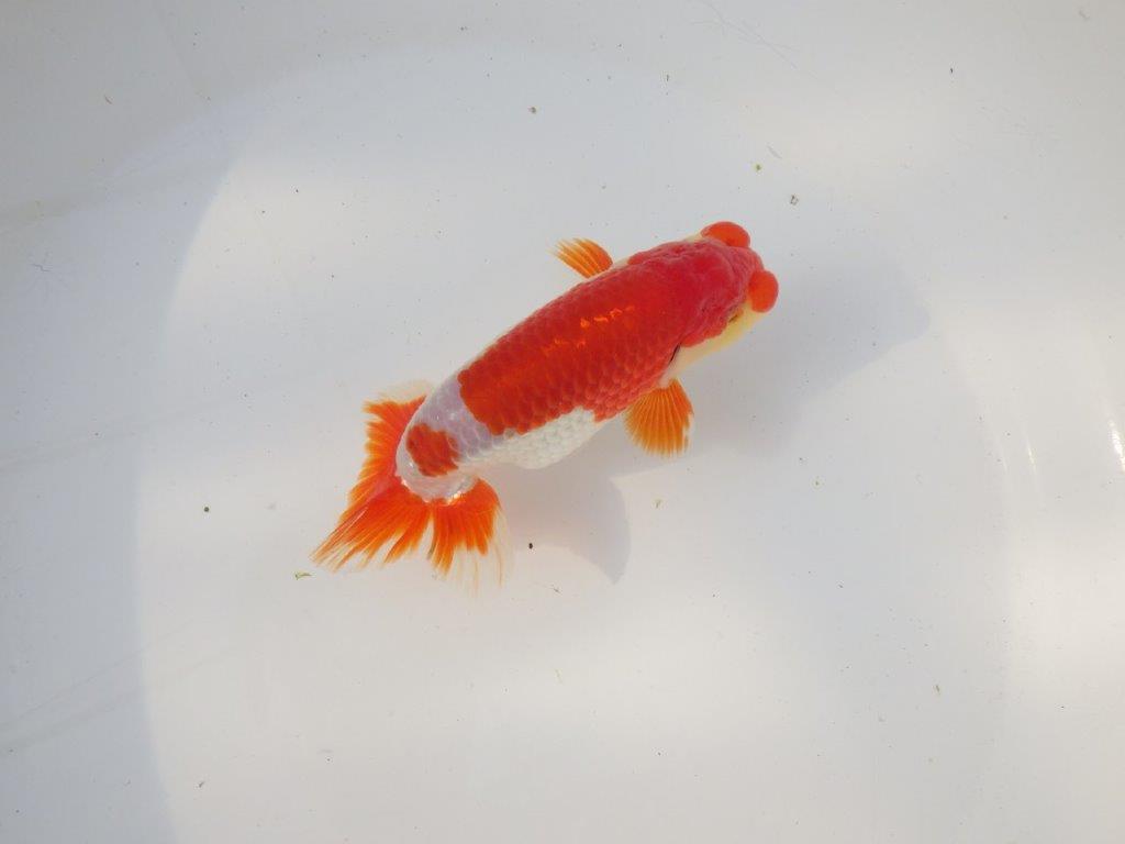 【全国トップブリーダー山田芳人氏】今後に期待の明け二歳らんちゅう 約13㎝ オス？