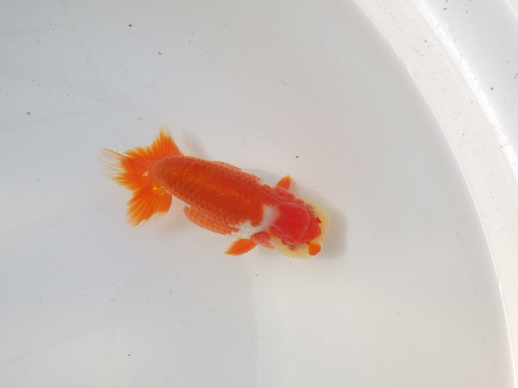 【全国トップブリーダー山田芳人氏】珍しい柄の明け二歳らんちゅう 約12,5㎝ オス？の上身