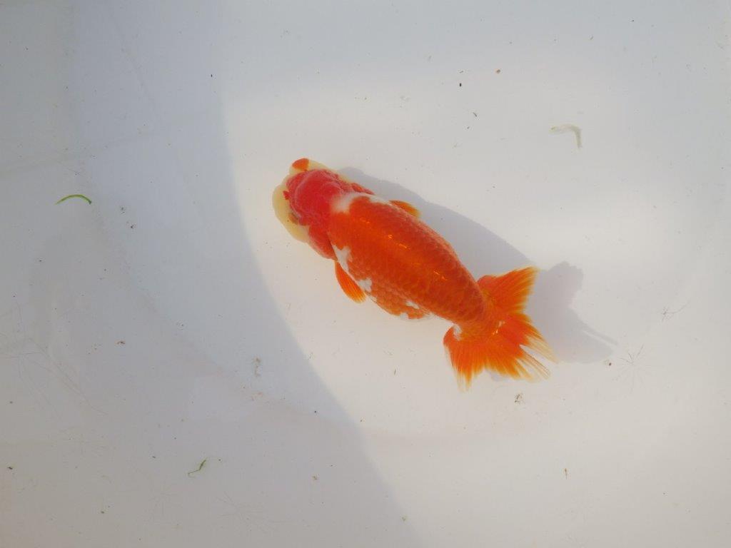 【全国トップブリーダー山田芳人氏】珍しい柄の明け二歳らんちゅう 約12,5㎝ オス？