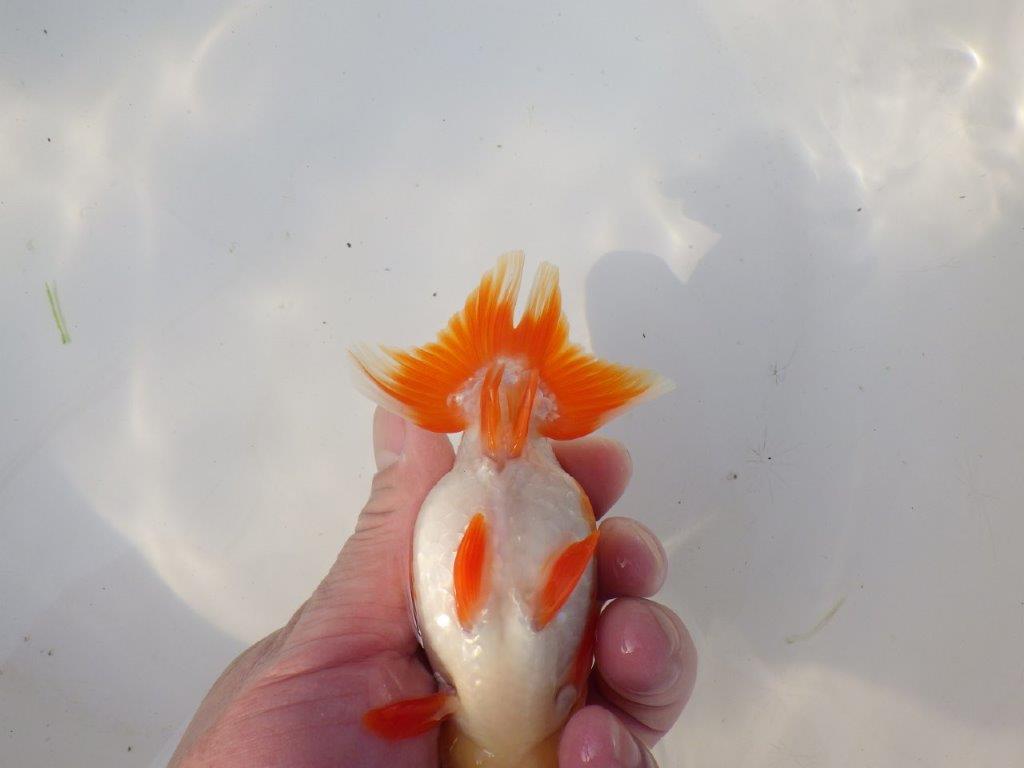 【全国トップブリーダー山田芳人氏】珍しい柄の明け二歳らんちゅう 約12,5㎝ オス？