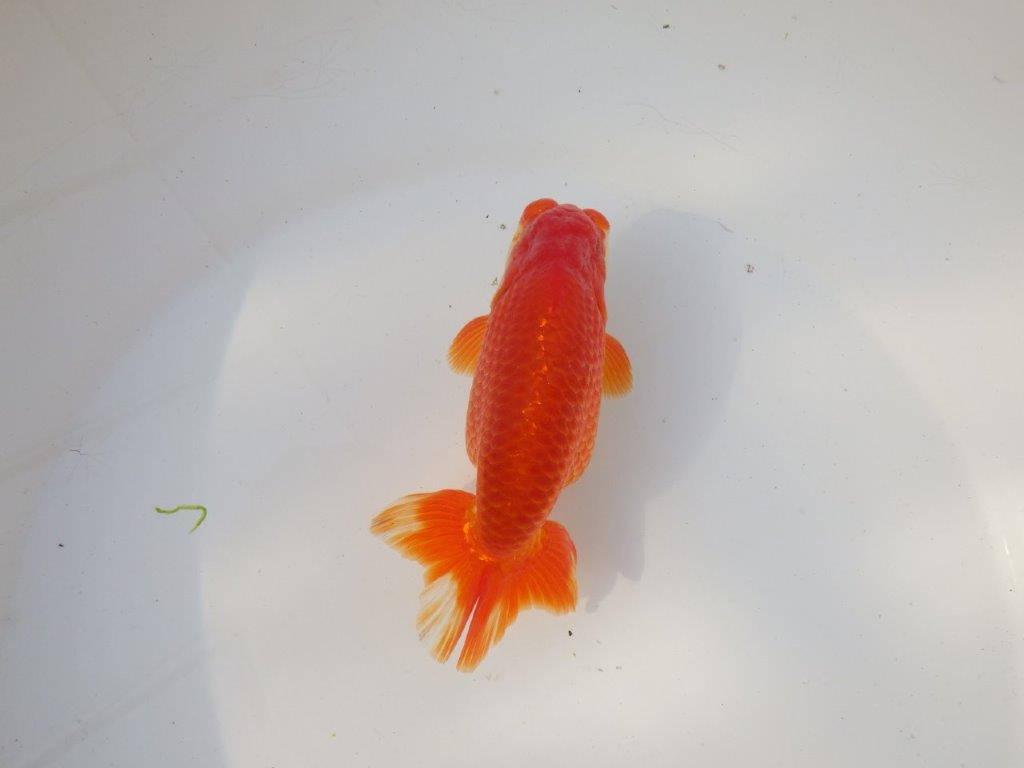 【全国トップブリーダー山田芳人氏】二歳会など！明け二歳らんちゅう 約12,5㎝ オス？