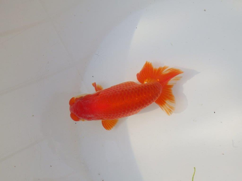 【全国トップブリーダー山田芳人氏】二歳会など！明け二歳らんちゅう 約12,5㎝ オス？