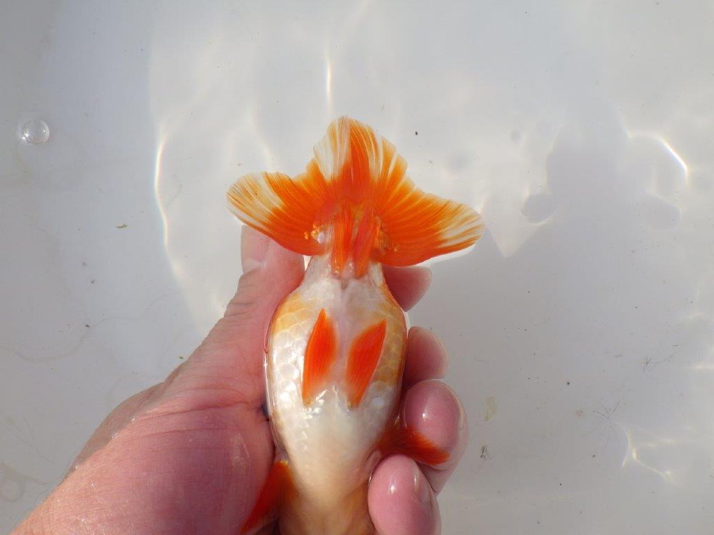 【全国トップブリーダー山田芳人氏】二歳会など！明け二歳らんちゅう 約12,5㎝ オス？