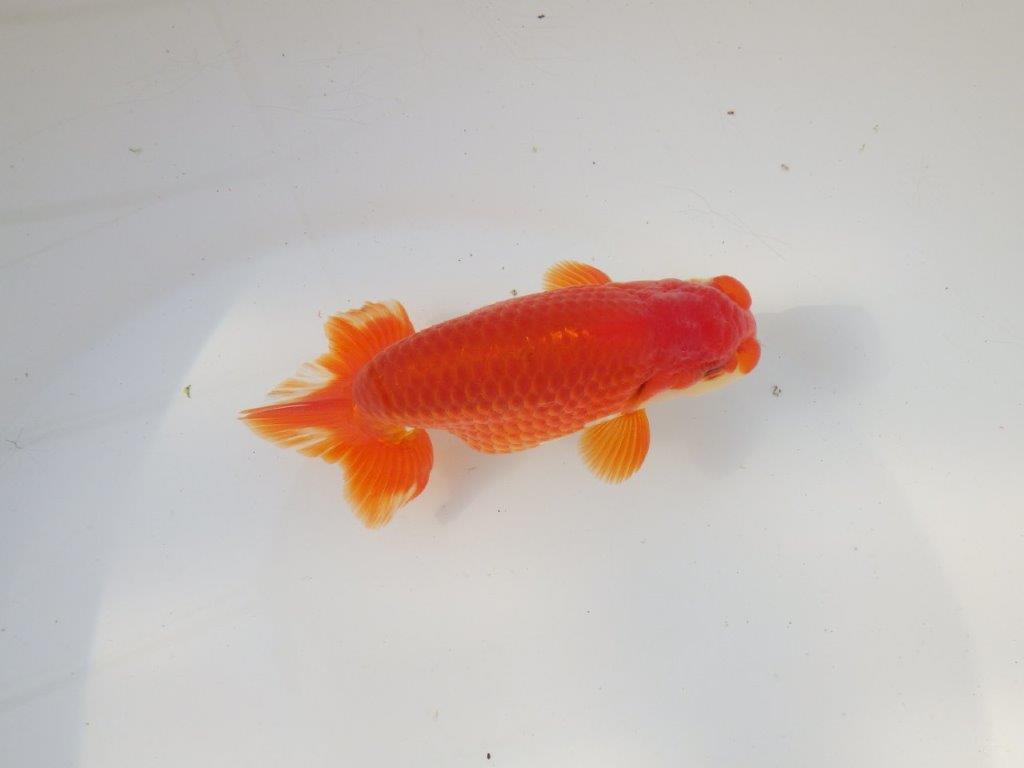 【全国トップブリーダー山田芳人氏】二歳会など！明け二歳らんちゅう 約12,5㎝ オス？