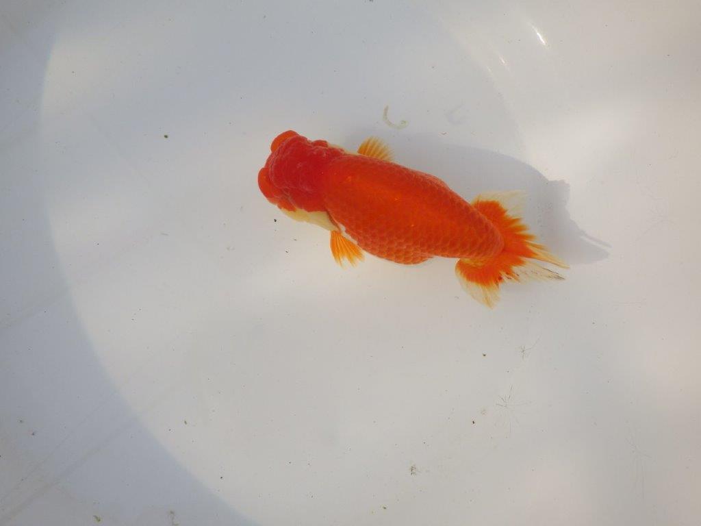 【全国トップブリーダー山田芳人氏】タネにお勧め！明け二歳らんちゅう 約14,5㎝ メス？