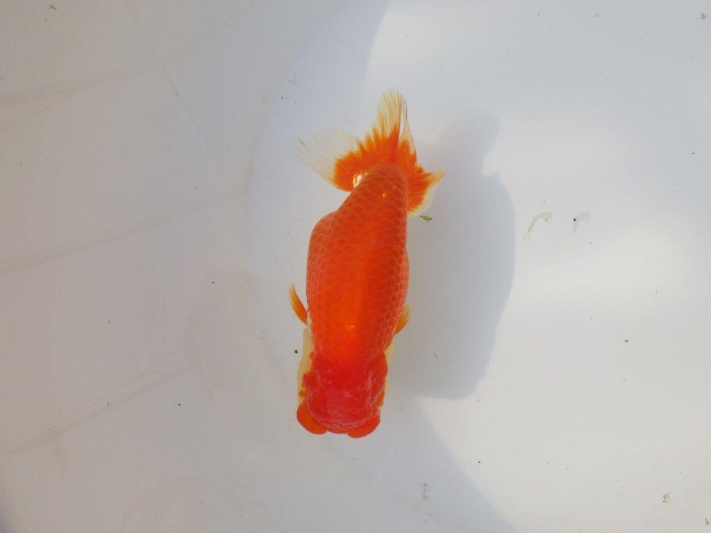 【全国トップブリーダー山田芳人氏】タネにお勧め！明け二歳らんちゅう 約14,5㎝ メス？