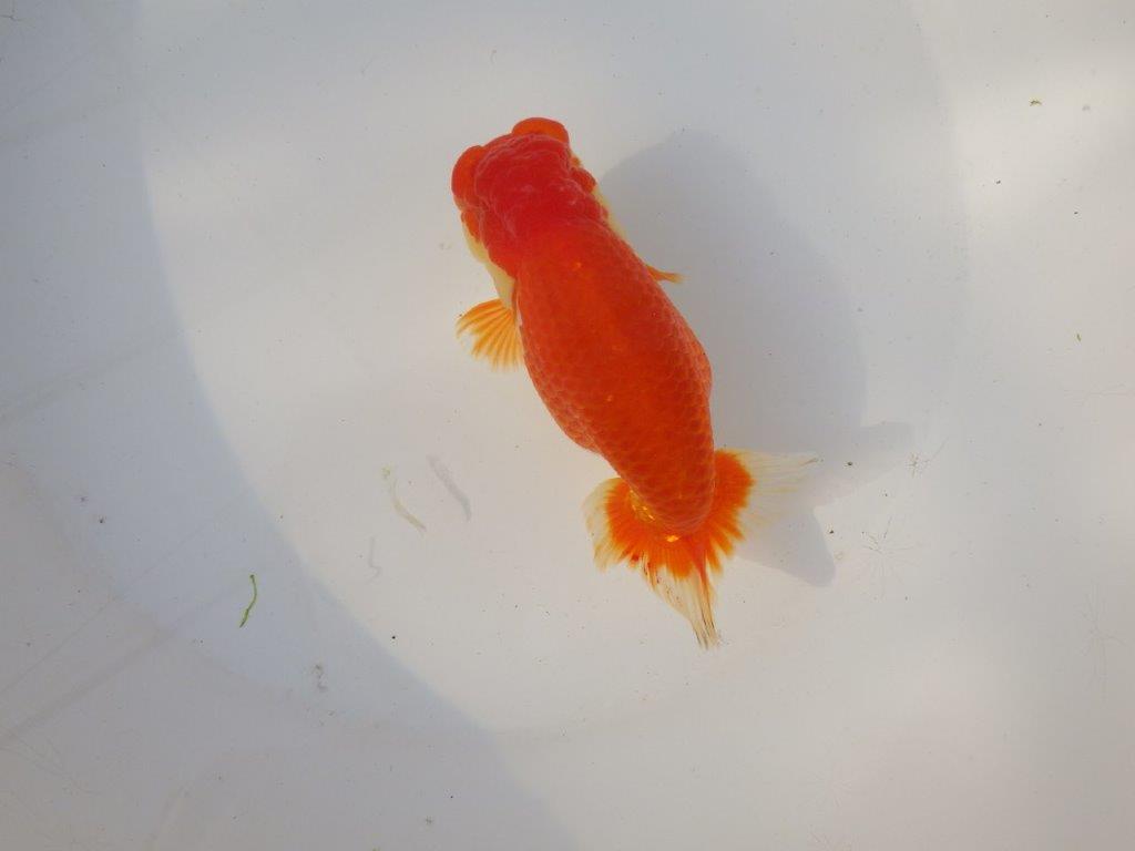 【全国トップブリーダー山田芳人氏】タネにお勧め！明け二歳らんちゅう 約14,5㎝ メス？