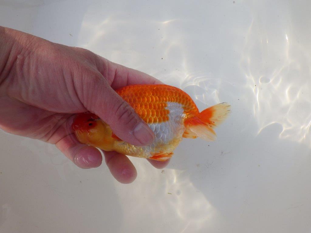 【全国トップブリーダー山田芳人氏】タネにお勧め！明け二歳らんちゅう 約14,5㎝ メス？