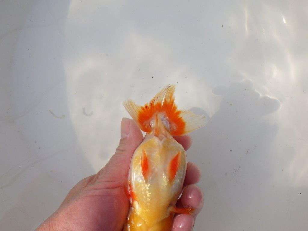 【全国トップブリーダー山田芳人氏】タネにお勧め！明け二歳らんちゅう 約14,5㎝ メス？