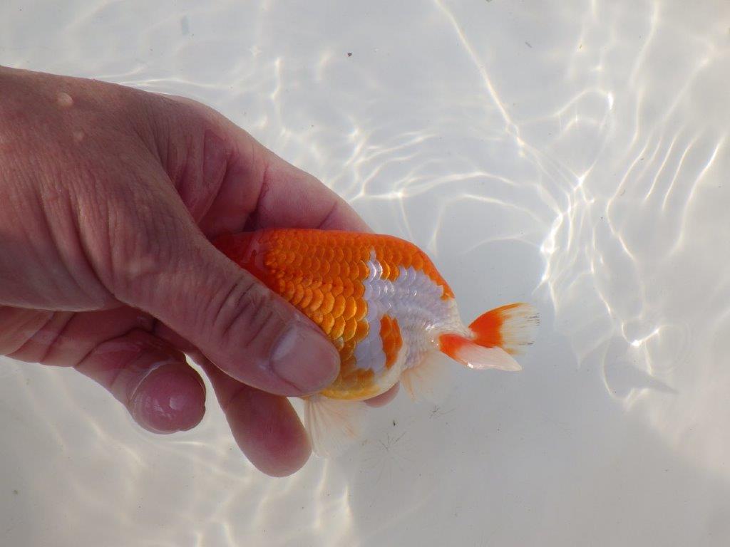 【全国トップブリーダー山田芳人氏】雰囲気が非常に良い！明け二歳らんちゅう 約12㎝ オス？