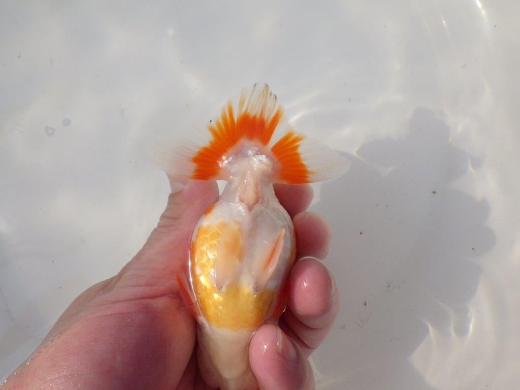 【全国トップブリーダー山田芳人氏】雰囲気が非常に良い！明け二歳らんちゅう 約12㎝ オス？