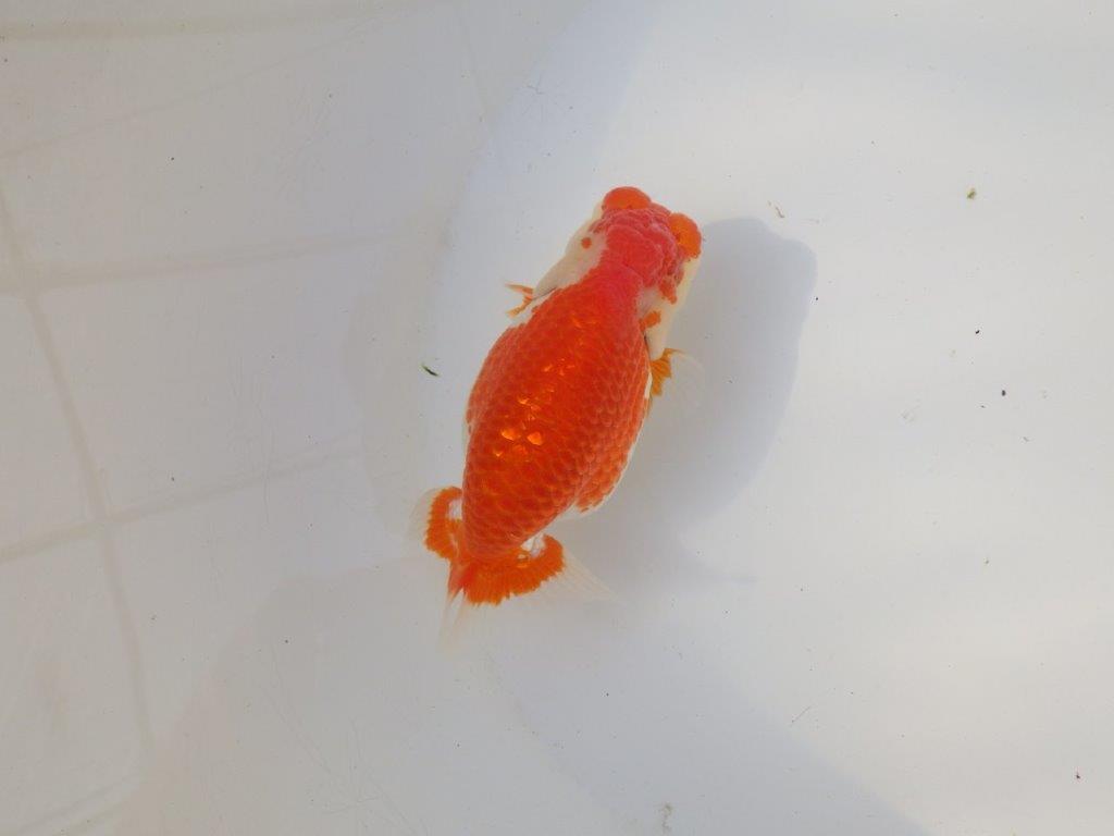 【全国トップブリーダー山田芳人氏】ご鑑賞お勧め！！明け二歳らんちゅう 約12㎝