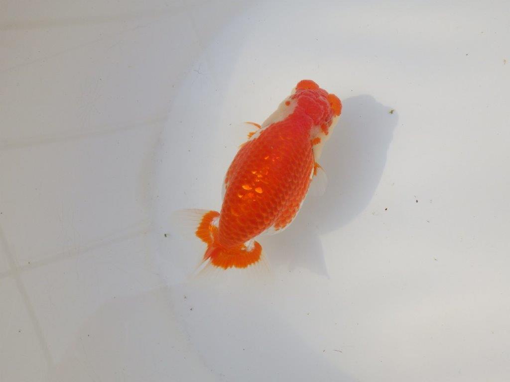 【全国トップブリーダー山田芳人氏】ご鑑賞お勧め！！明け二歳らんちゅう 約12㎝