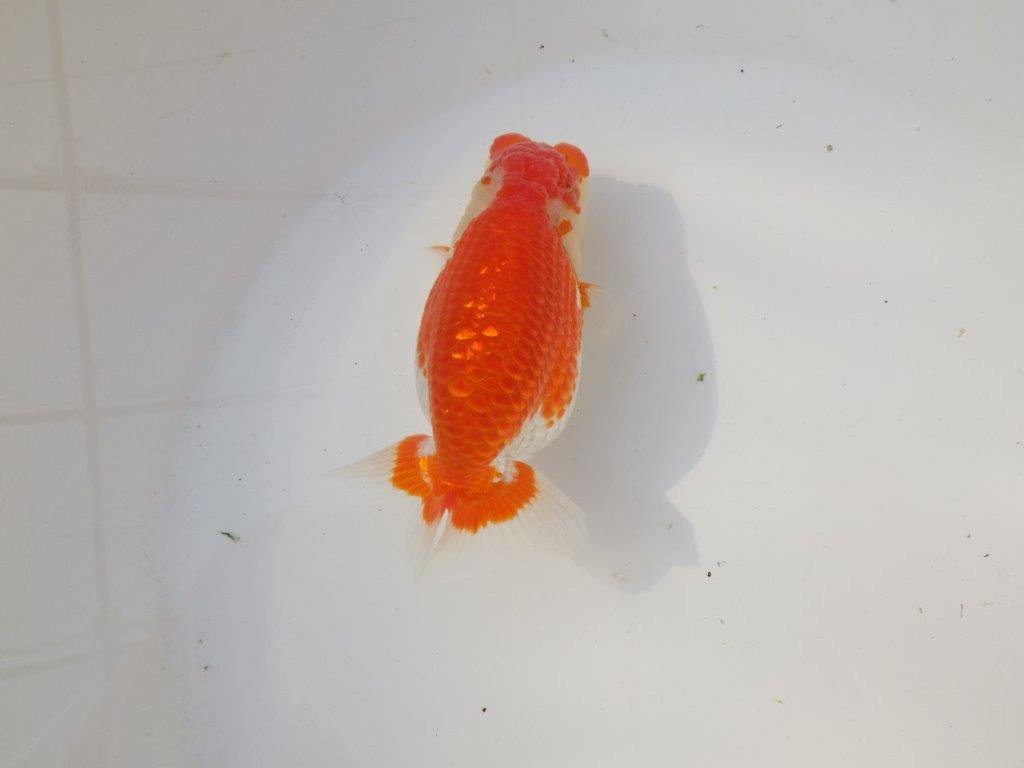 【全国トップブリーダー山田芳人氏】ご鑑賞お勧め！！明け二歳らんちゅう 約12㎝