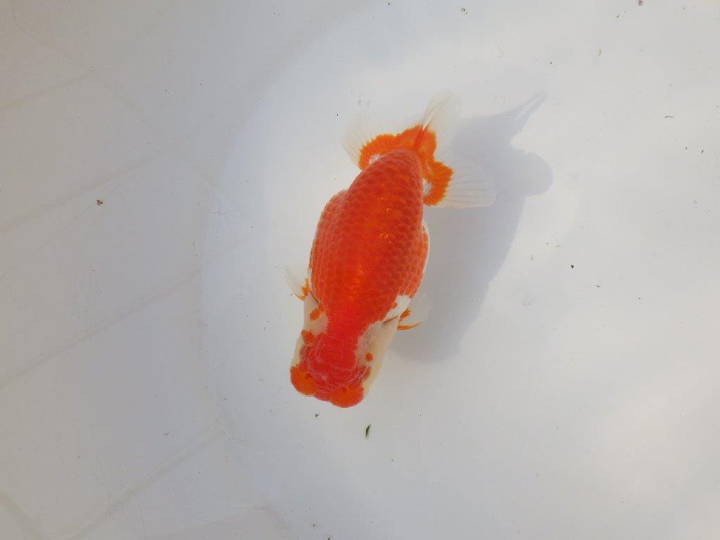 【全国トップブリーダー山田芳人氏】ご鑑賞お勧め！！明け二歳らんちゅう 約12㎝