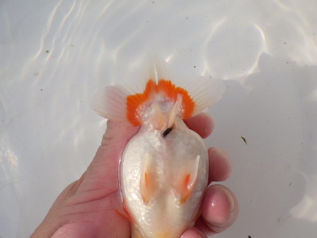 【全国トップブリーダー山田芳人氏】ご鑑賞お勧め！！明け二歳らんちゅう 約12㎝