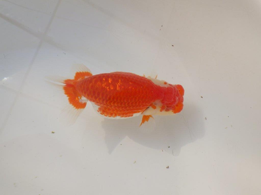 【全国トップブリーダー山田芳人氏】ご鑑賞お勧め！！明け二歳らんちゅう 約12㎝