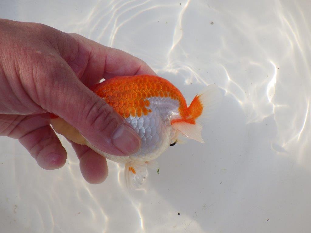 【全国トップブリーダー山田芳人氏】ご鑑賞お勧め！！明け二歳らんちゅう 約12㎝