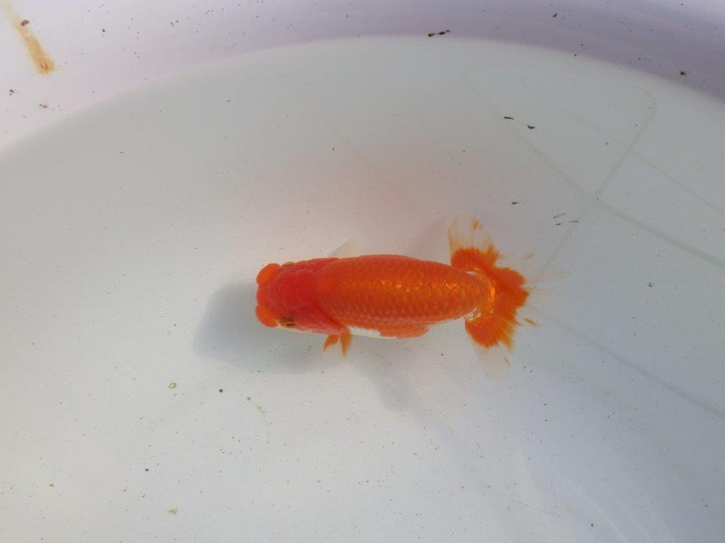 【愛知 伊藤孝広 氏】種にも魅力を感じる明け二歳らんちゅう 約12㎝ オス？