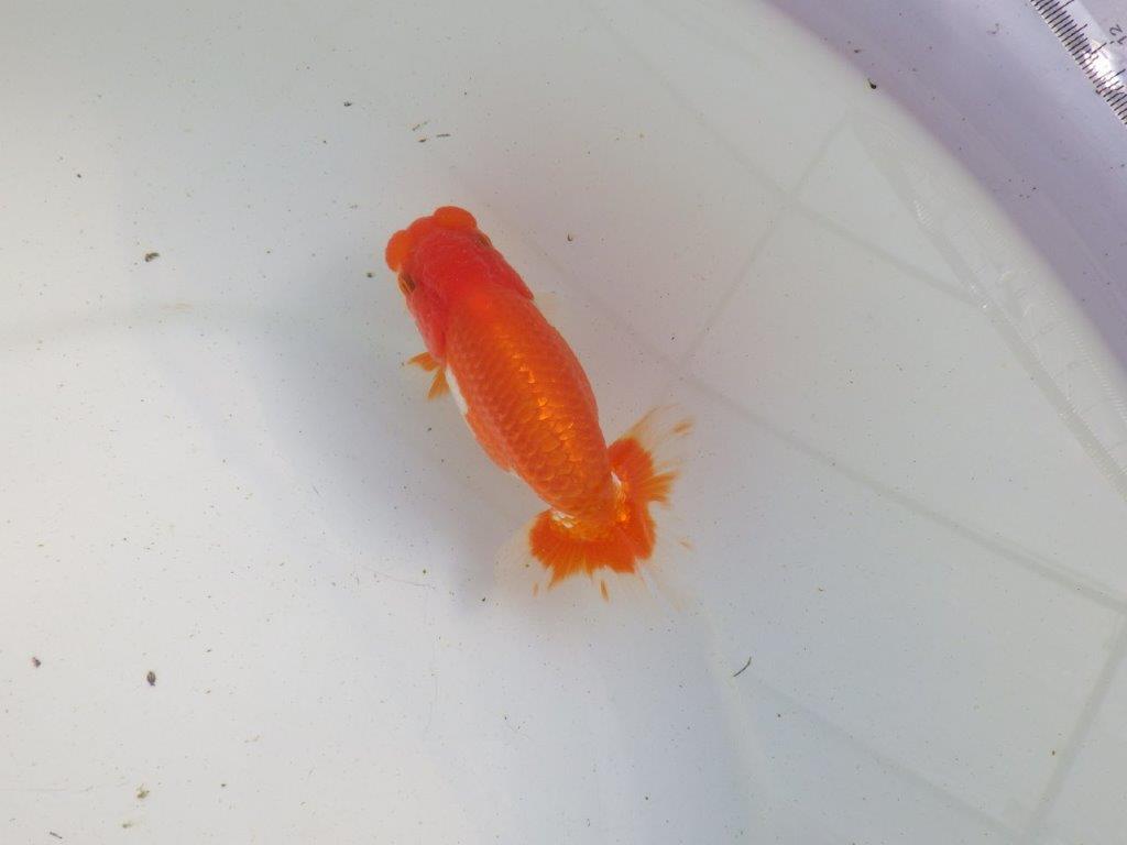 【愛知 伊藤孝広 氏】種にも魅力を感じる明け二歳らんちゅう 約12㎝ オス？