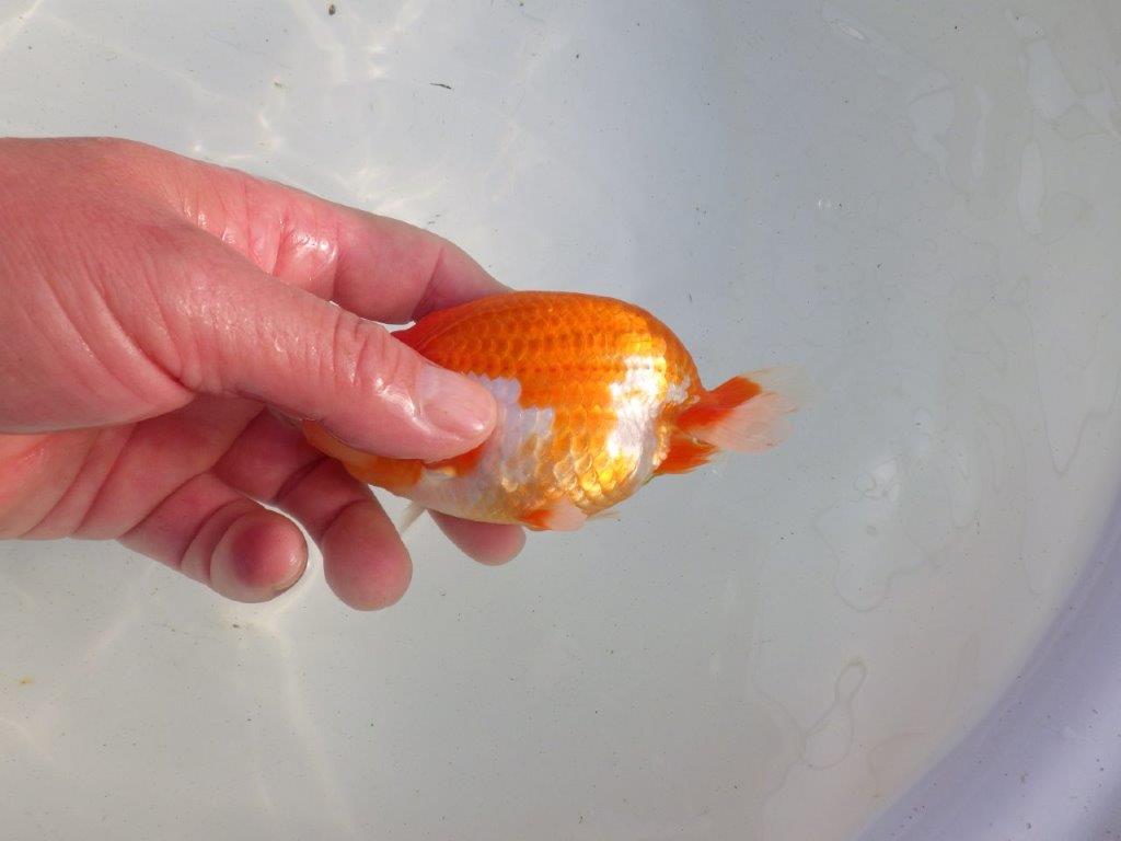 【愛知 伊藤孝広 氏】種にも魅力を感じる明け二歳らんちゅう 約12㎝ オス？