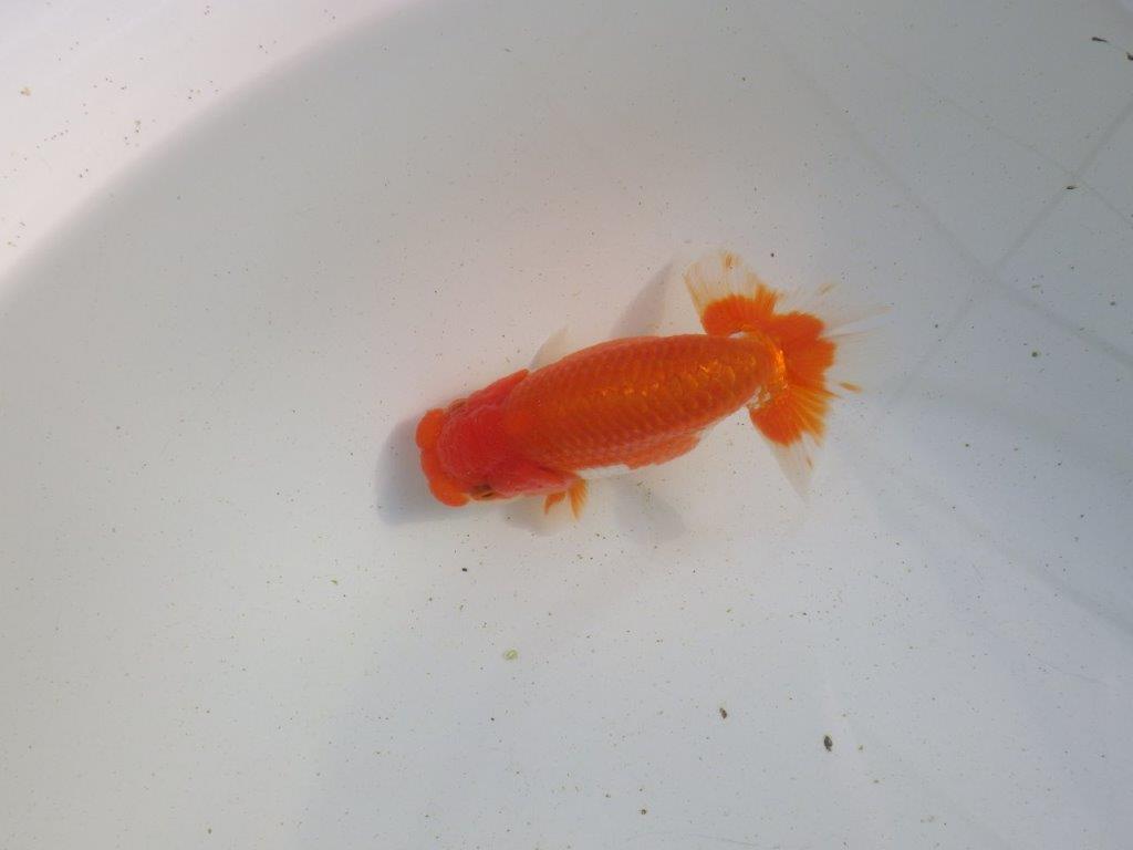 【愛知 伊藤孝広 氏】種にも魅力を感じる明け二歳らんちゅう 約12㎝ オス？