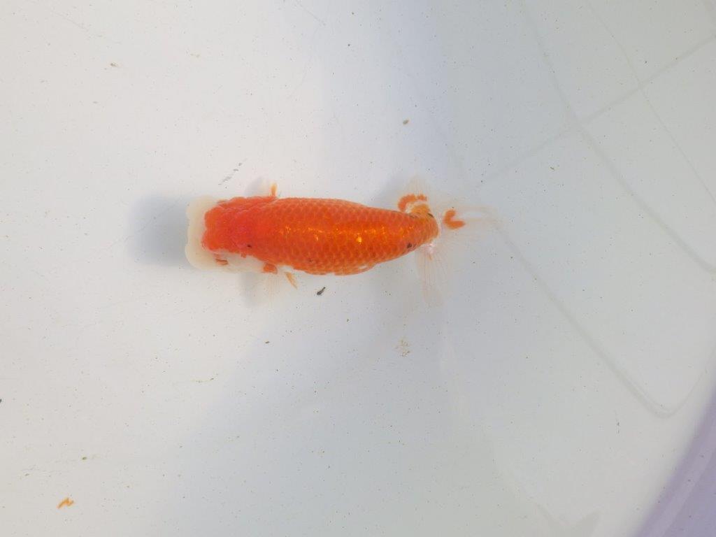 【愛知 伊藤孝広 氏】上見も横見もお勧め明け二歳らんちゅう 約12,5㎝ メス？