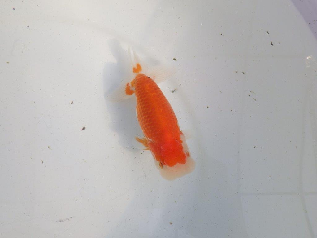 【愛知 伊藤孝広 氏】上見も横見もお勧め明け二歳らんちゅう 約12,5㎝ メス？の上身