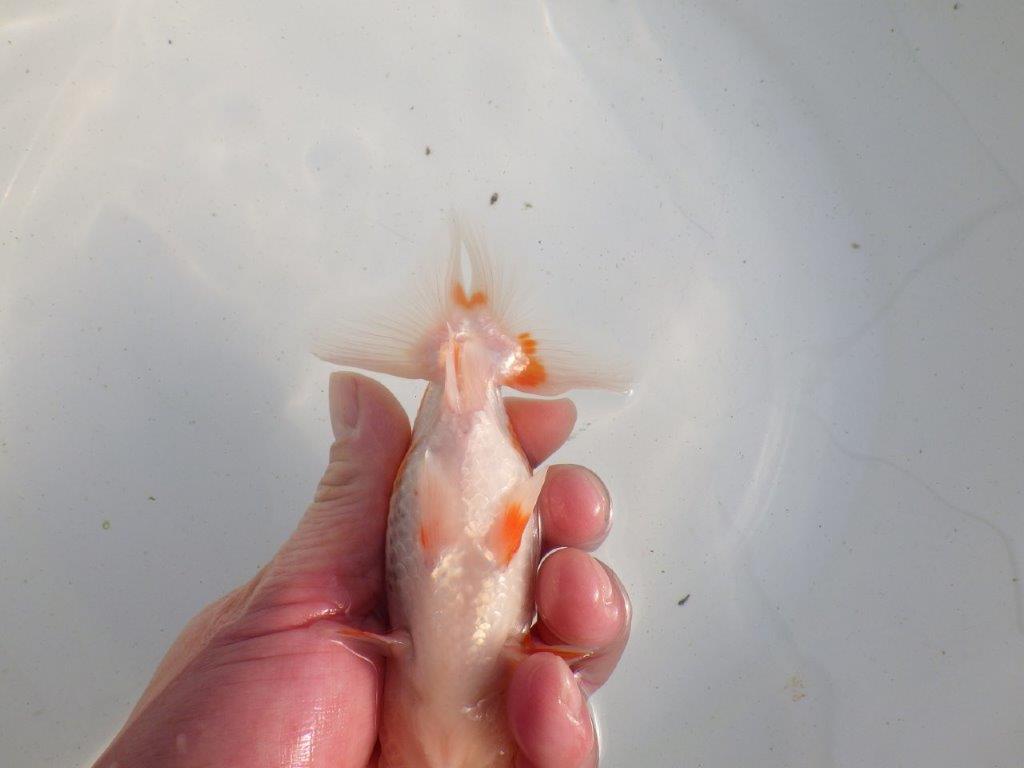 【愛知 伊藤孝広 氏】上見も横見もお勧め明け二歳らんちゅう 約12,5㎝ メス？