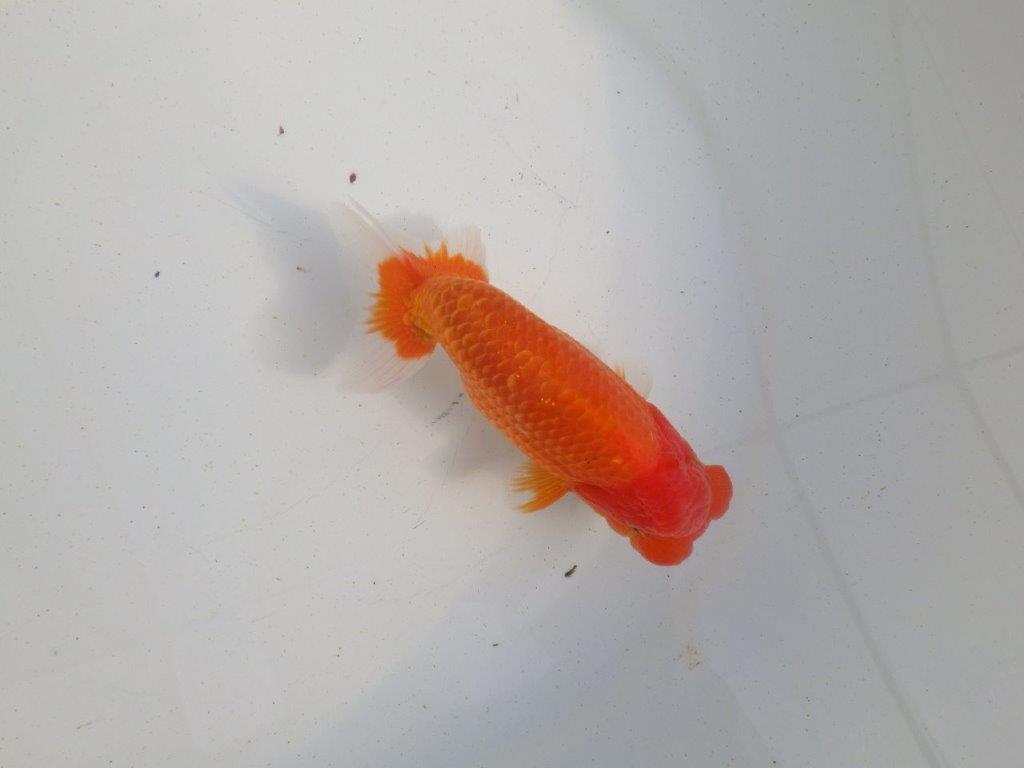 【愛知 伊藤孝広 氏】種にもお勧めしたい明け二歳らんちゅう 約13,5㎝ オス？の上身