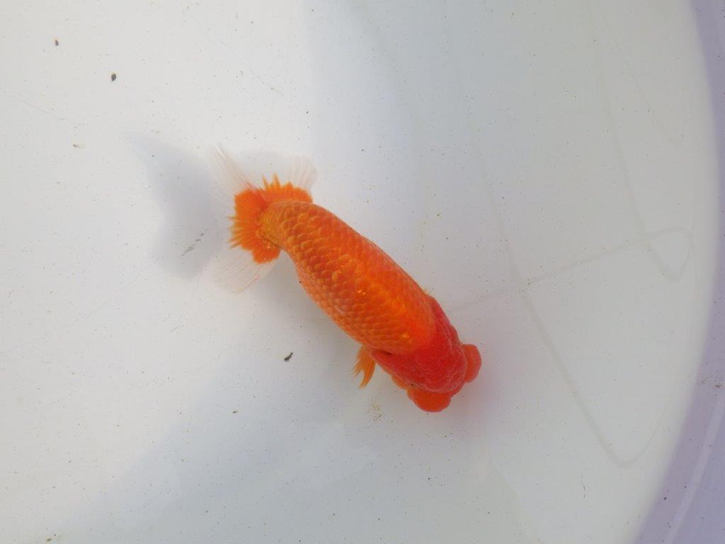 【愛知 伊藤孝広 氏】種にもお勧めしたい明け二歳らんちゅう 約13,5㎝ オス？