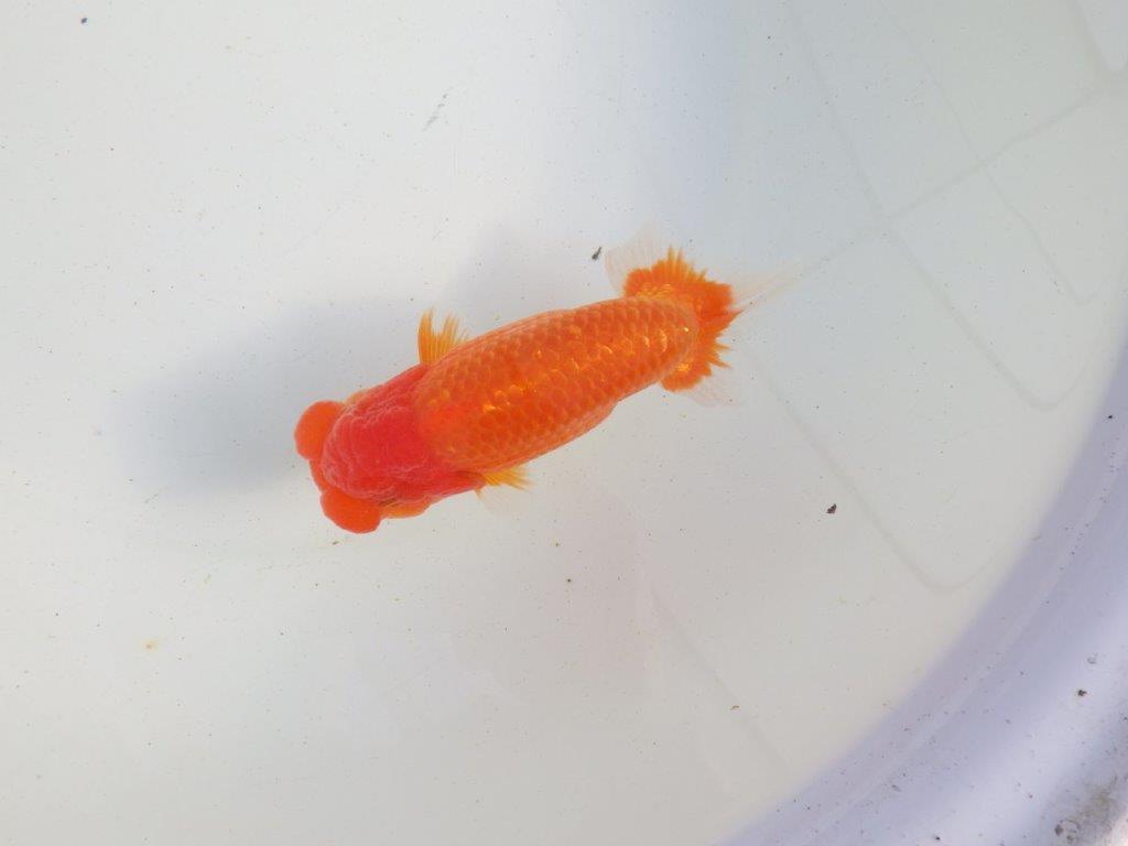 【愛知 伊藤孝広 氏】種にもお勧めしたい明け二歳らんちゅう 約13,5㎝ オス？